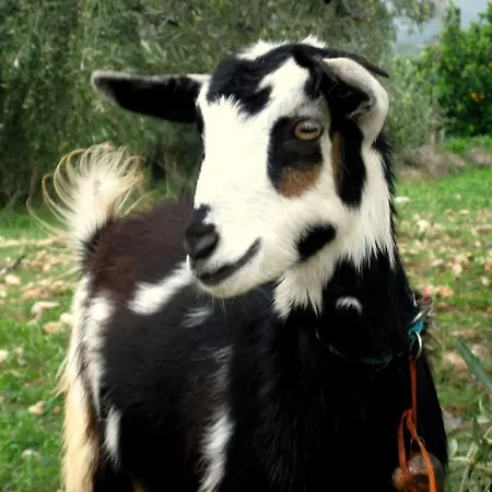 La Petite Planete Mykines