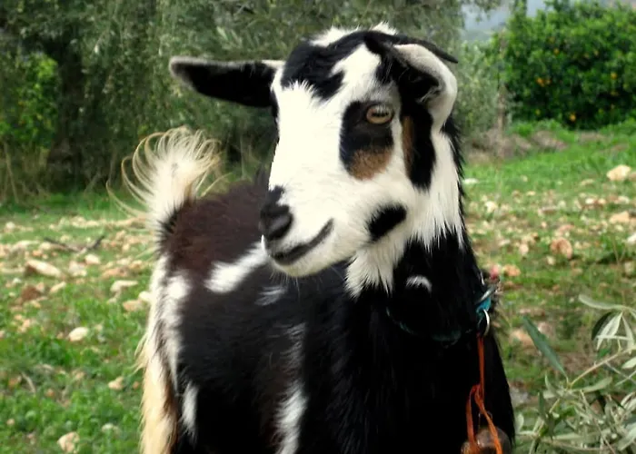 La Petite Planete Mykines